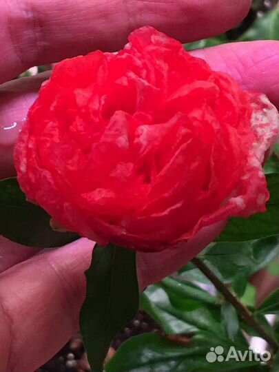 Гранат махровый комнатный, шелковица комнатная