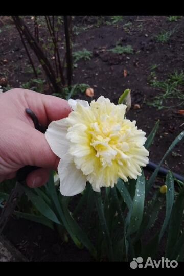 Луковицы нарциссов