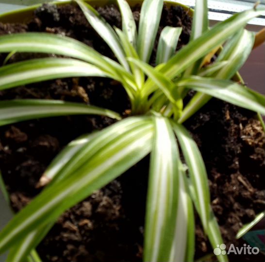 Хлорофитум