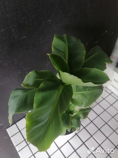 Банан карликовый