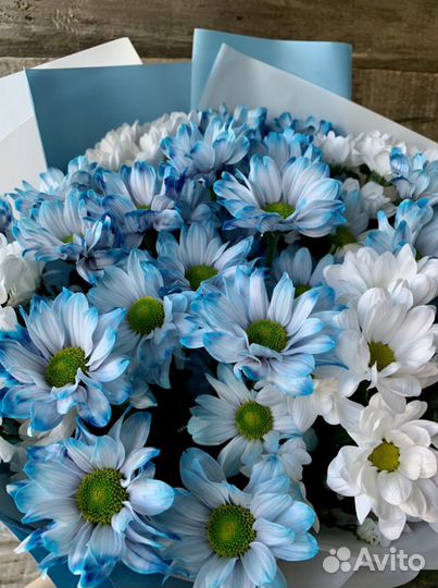 Хризантемы крашеные. Доставка цветов Вологда