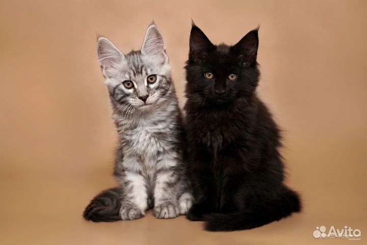 Котята Мейн-кун