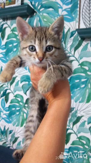 Котята девочки