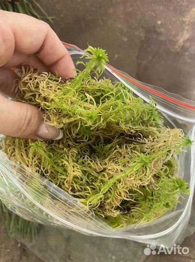 Живой мох сфагнум