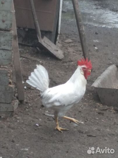 Петух