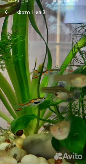 Гуппи бесплатно