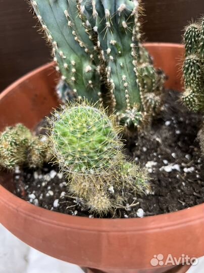 Кактусы, алоэ