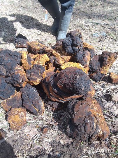 Чага для чая, молотая 1 кг Авитодоставка