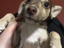 прибытие москва владикавказ.