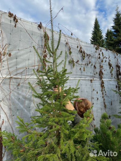 Взрослые Пихты сибирские 1,5-3,0 м с зкс в горшках
