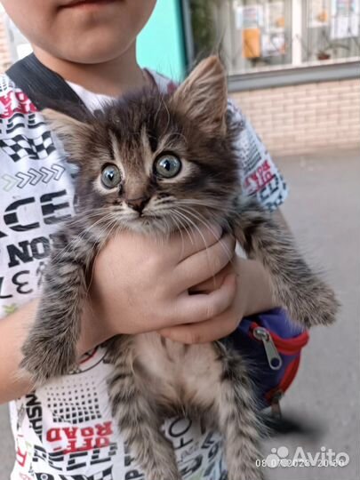 Кошка