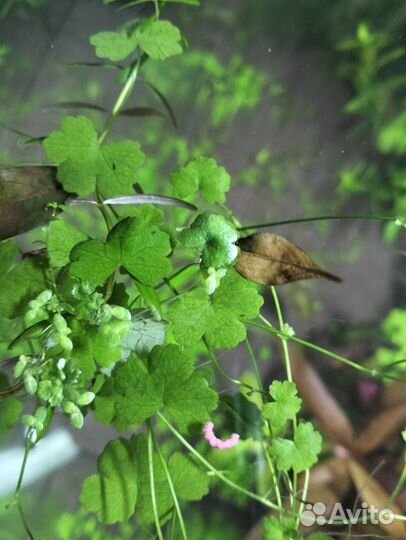 Аквариумные растения