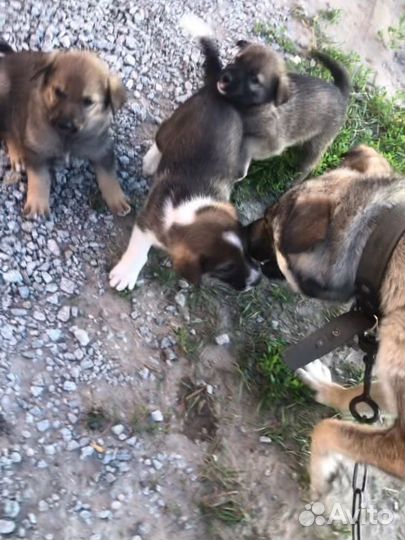 Щенки