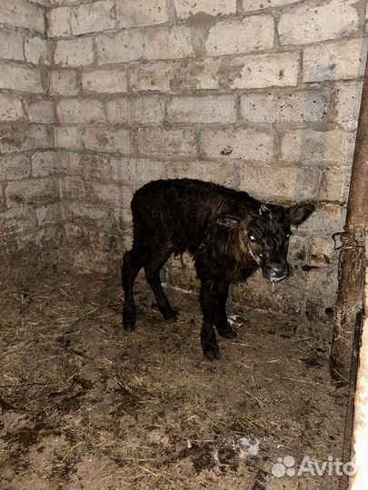 Корова и теленок