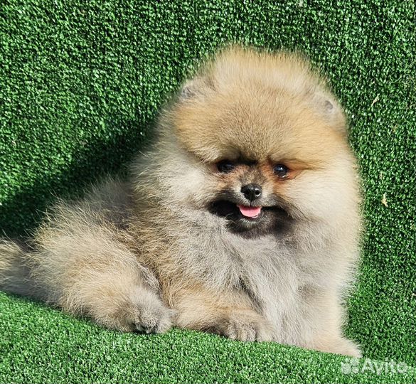 Померанский шпиц