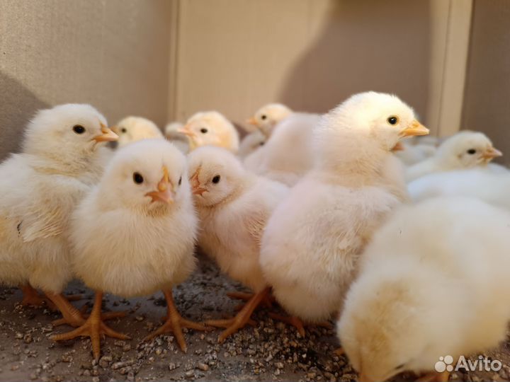 Суточные цыплята