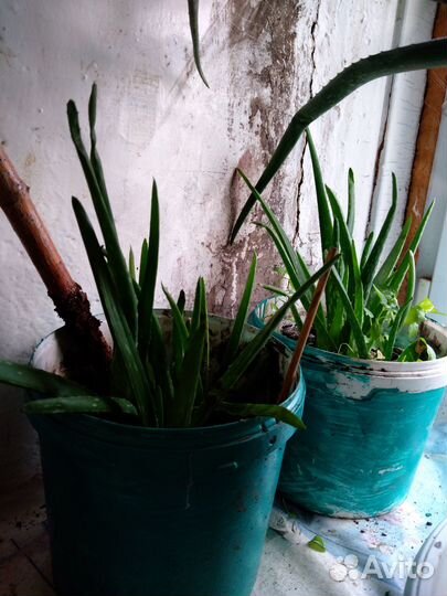 Комнатные цветы