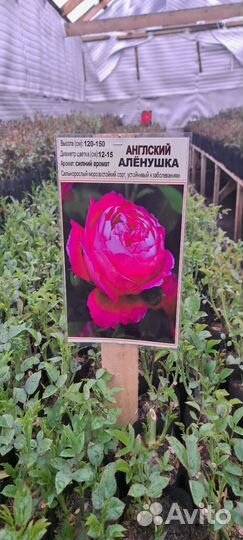 Роза