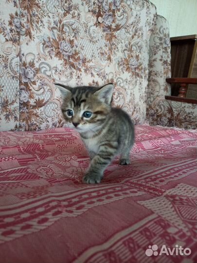 Отдадим котят в хорошие руки от умной кошки