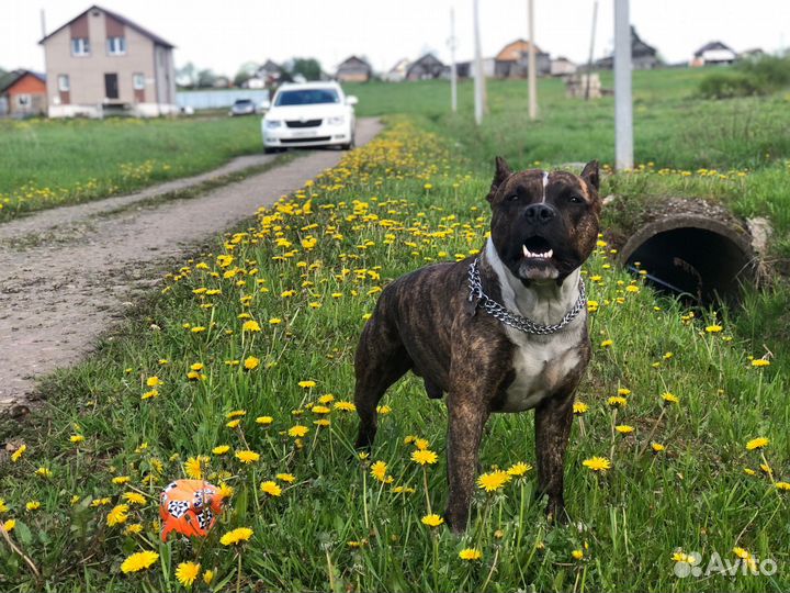 Вязка стаффорд