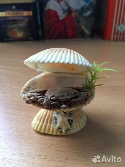 Ракушки,камни для интерьера и аквариума