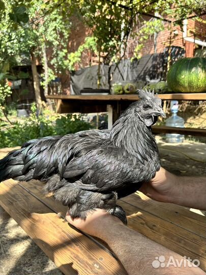 Петух ухейилюй