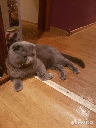 Вислоухий шотландец (скотишь фолд) на вязку