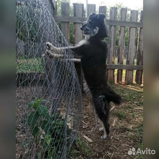 Отдам в добрые руки