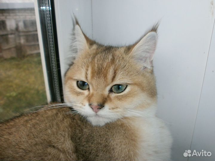 Котик на вязку