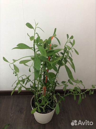 Комнатное растение 55 см