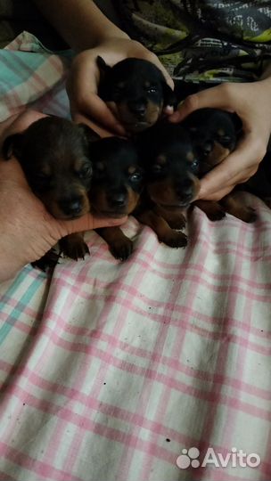 Цвергпинчер