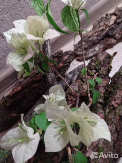 Бугенвилия сортовая