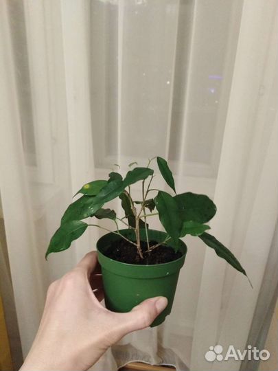 Фикус бенджамина