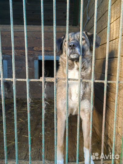 Небольшая и спокойная собака ищет дом