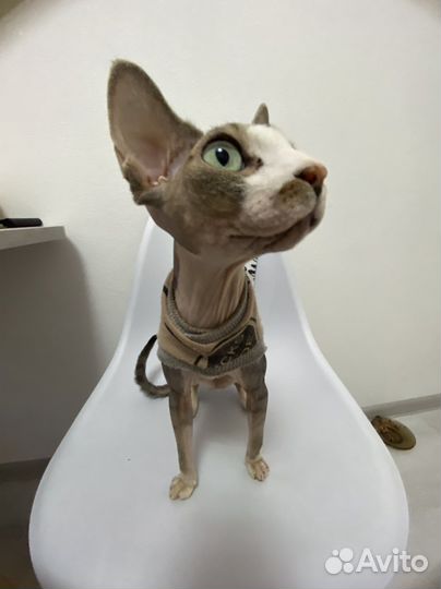 Кошка сфинкс