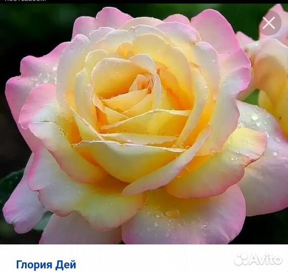 Розы, пеларгония