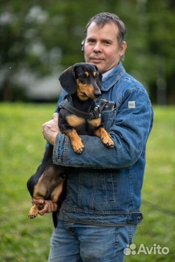 Вязка кобель такса