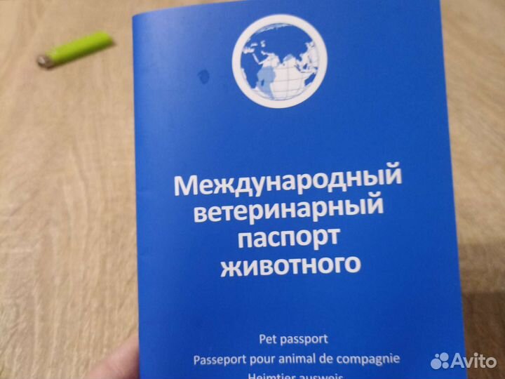 Мини шпиц