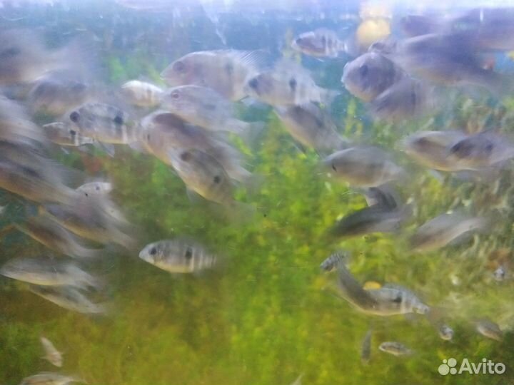 Акара Бирюзовая (подростки)