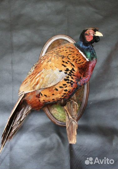 Фазан охотничий таксидермия чучело птиц охота