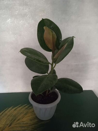 Фикус каучуконосный