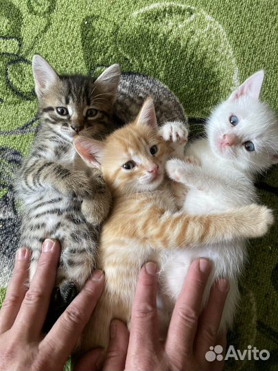 Отдам котят
