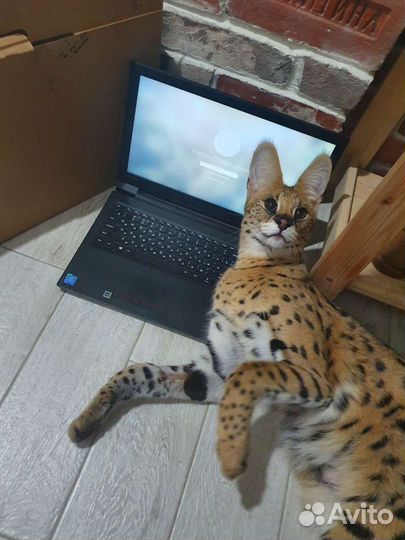 Новый современный Мощный Ноутбук с Гарантией