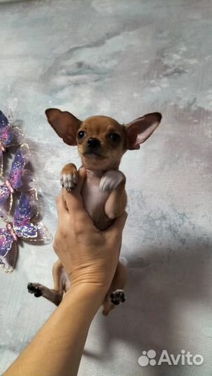 Чихуахуа мини