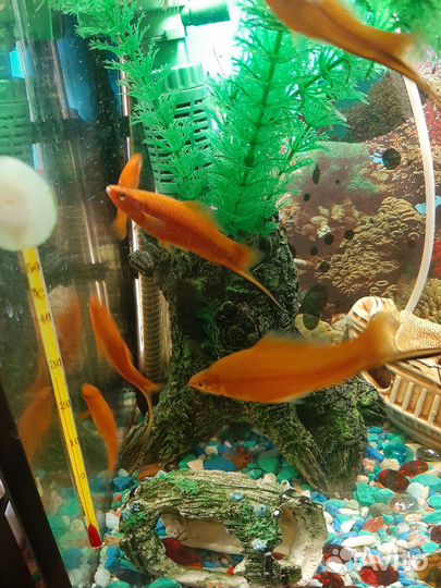 Аквариумные рыбки