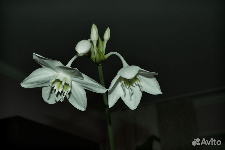 Продам цветы эухариса цветущего