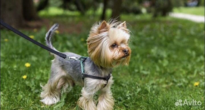 Лабрадор,йоркширский терьер