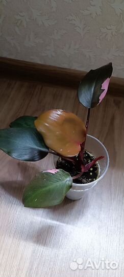 Филодендрон розовая принцесса