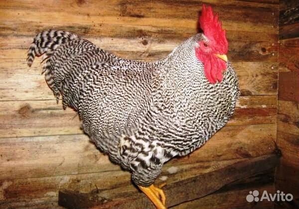 Петухи породы 