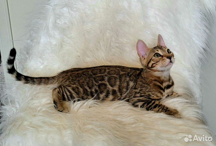 Бенгальские котята